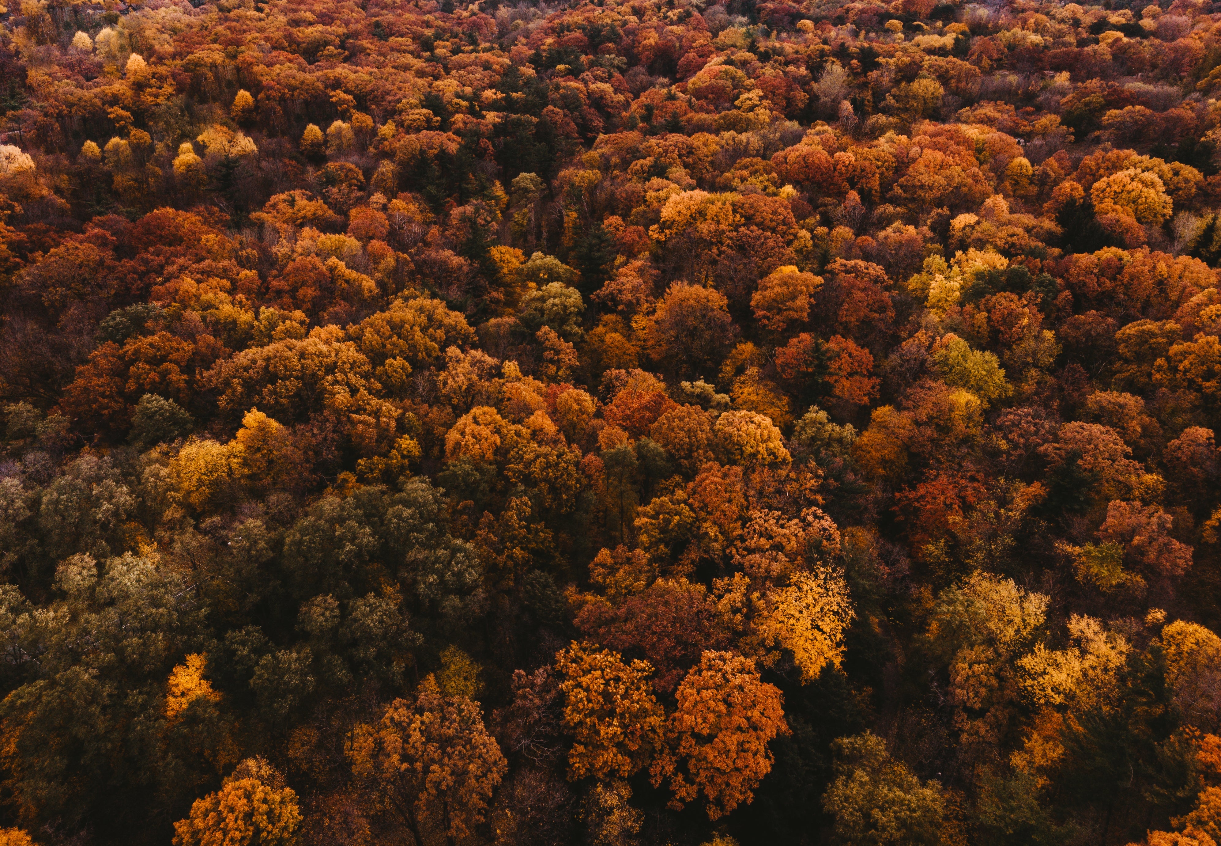 Autumn Reserve Collection